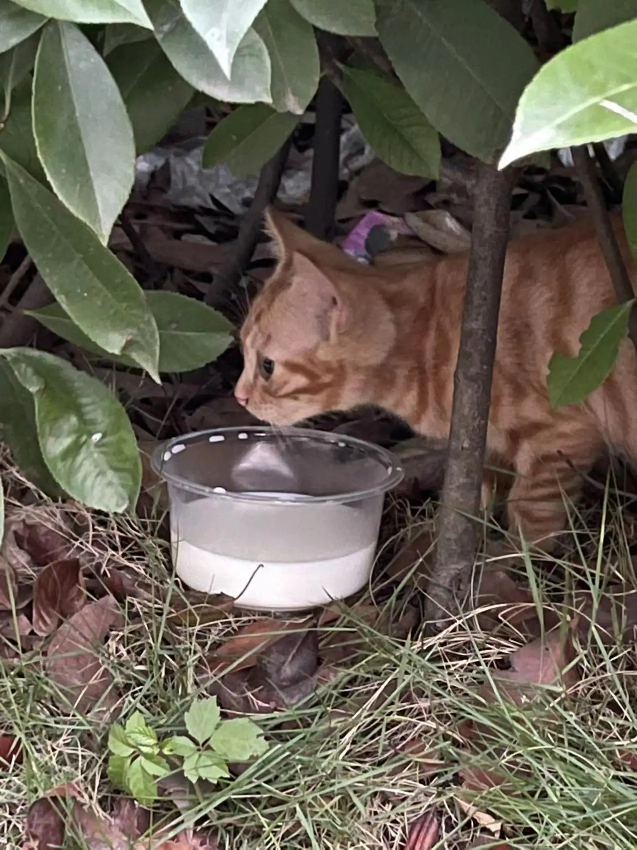 7月8日襄阳市襄州区襄阳市襄州区领养猫,宠物猫,猫咪【领养启示/启事】