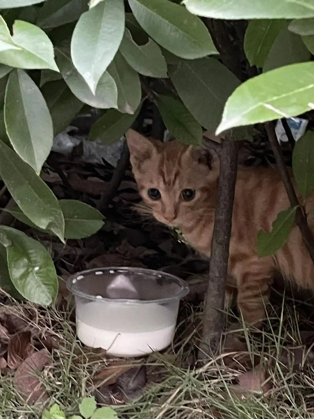 7月8日襄阳市襄州区襄阳市襄州区领养猫,宠物猫,猫咪【领养启示/启事】