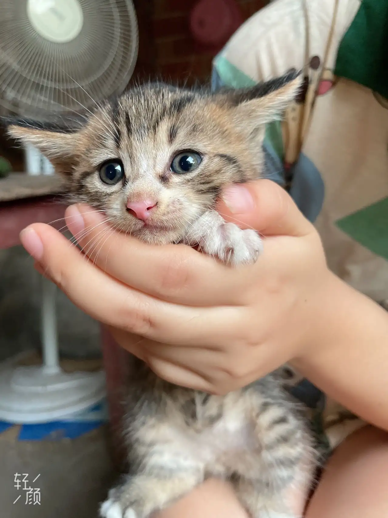 7月9日镇江市丹徒区丹徒区领养猫,宠物猫,猫咪【领养启示/启事】