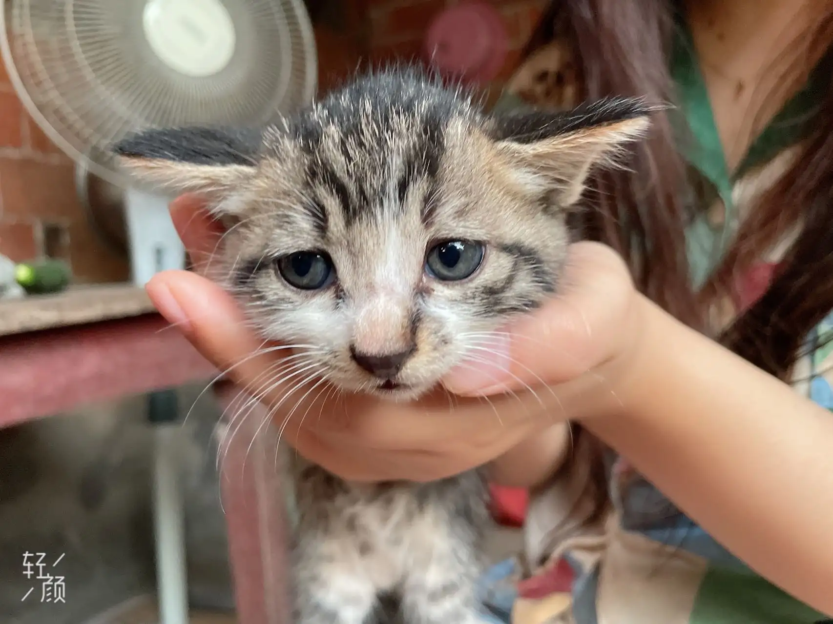 7月9日镇江市丹徒区丹徒区领养猫,宠物猫,猫咪【领养启示/启事】