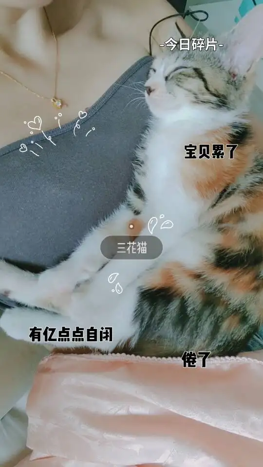 8月12日宣城市宣州区圣联景城小区领养猫,宠物猫,猫咪【领养启示/启事】