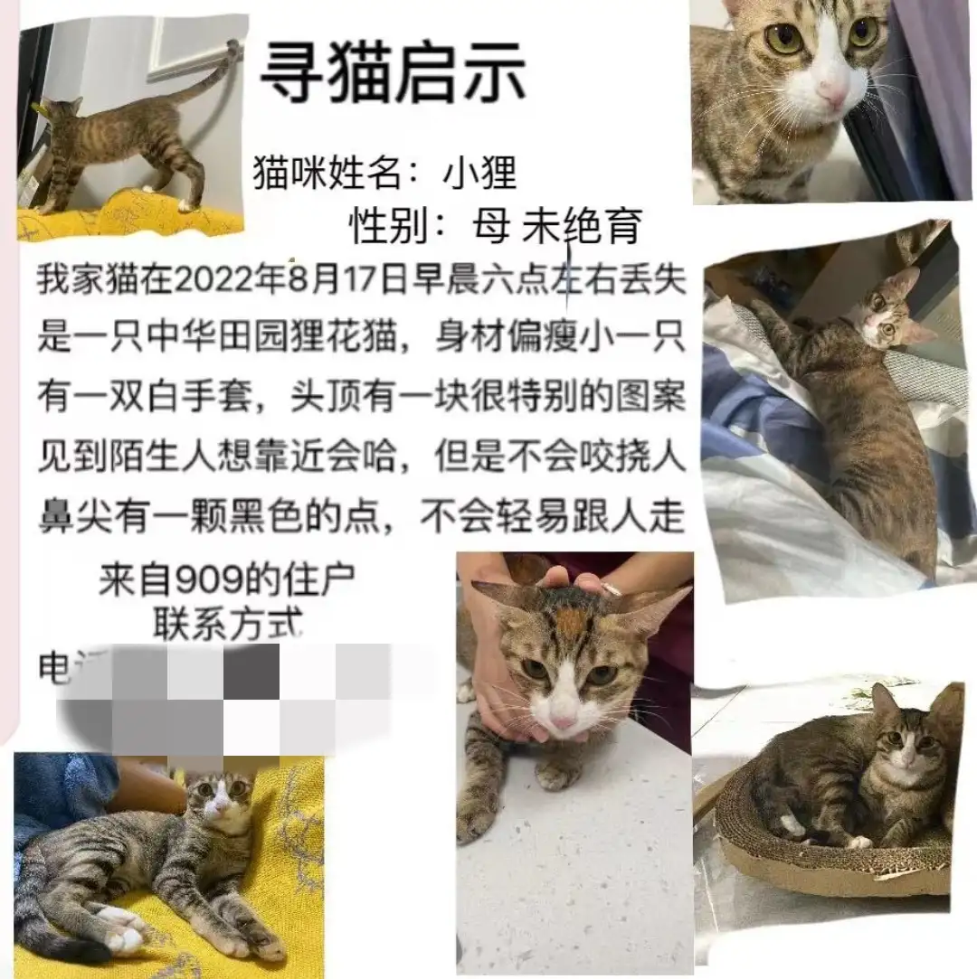 8月17日海口市美兰区中天公寓走失狸花猫【寻狸花猫启示/启事】