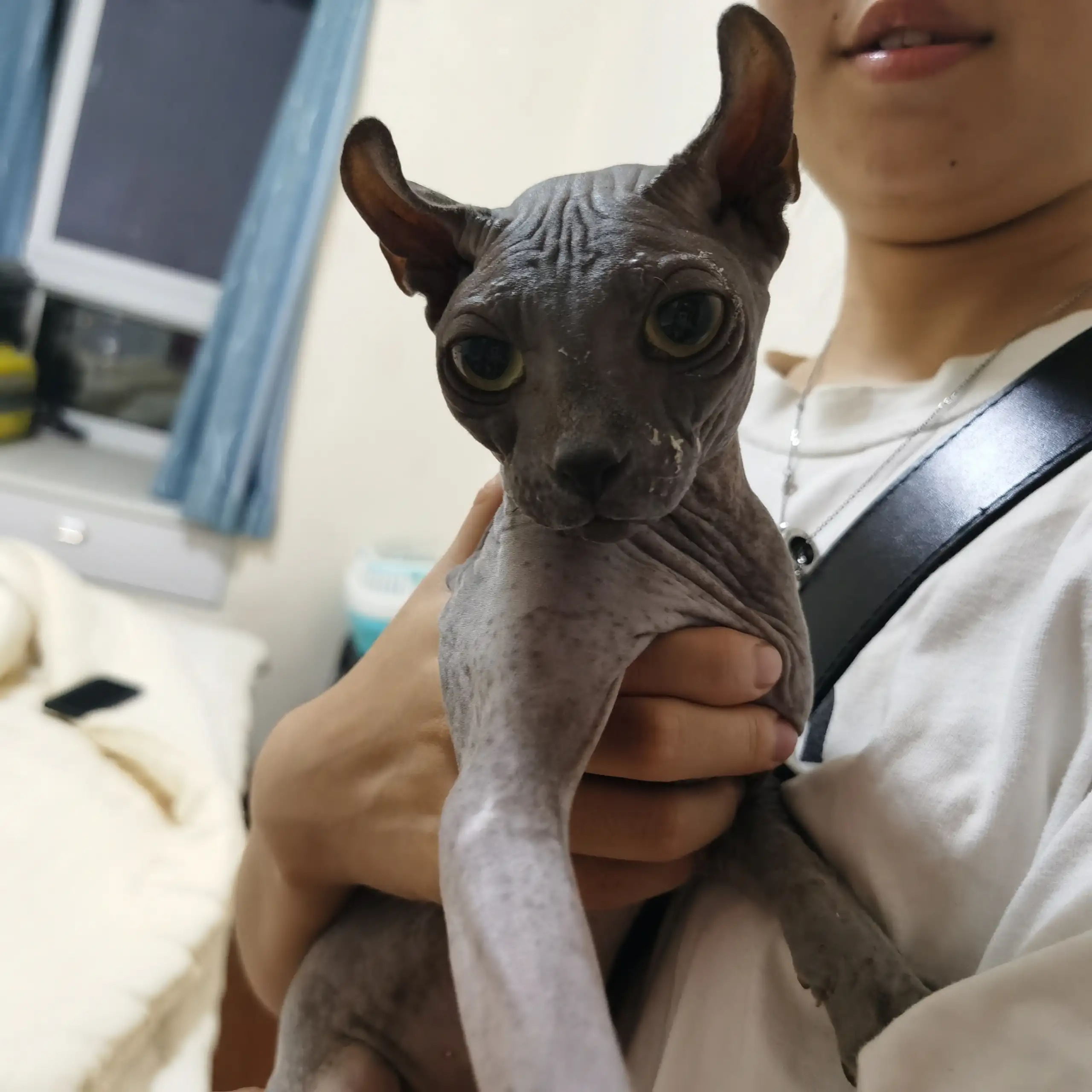 8月28日巴中市巴州区南坝大红绿灯那里捡到流浪猫,宠物猫,猫咪【猫招领启示/启事】