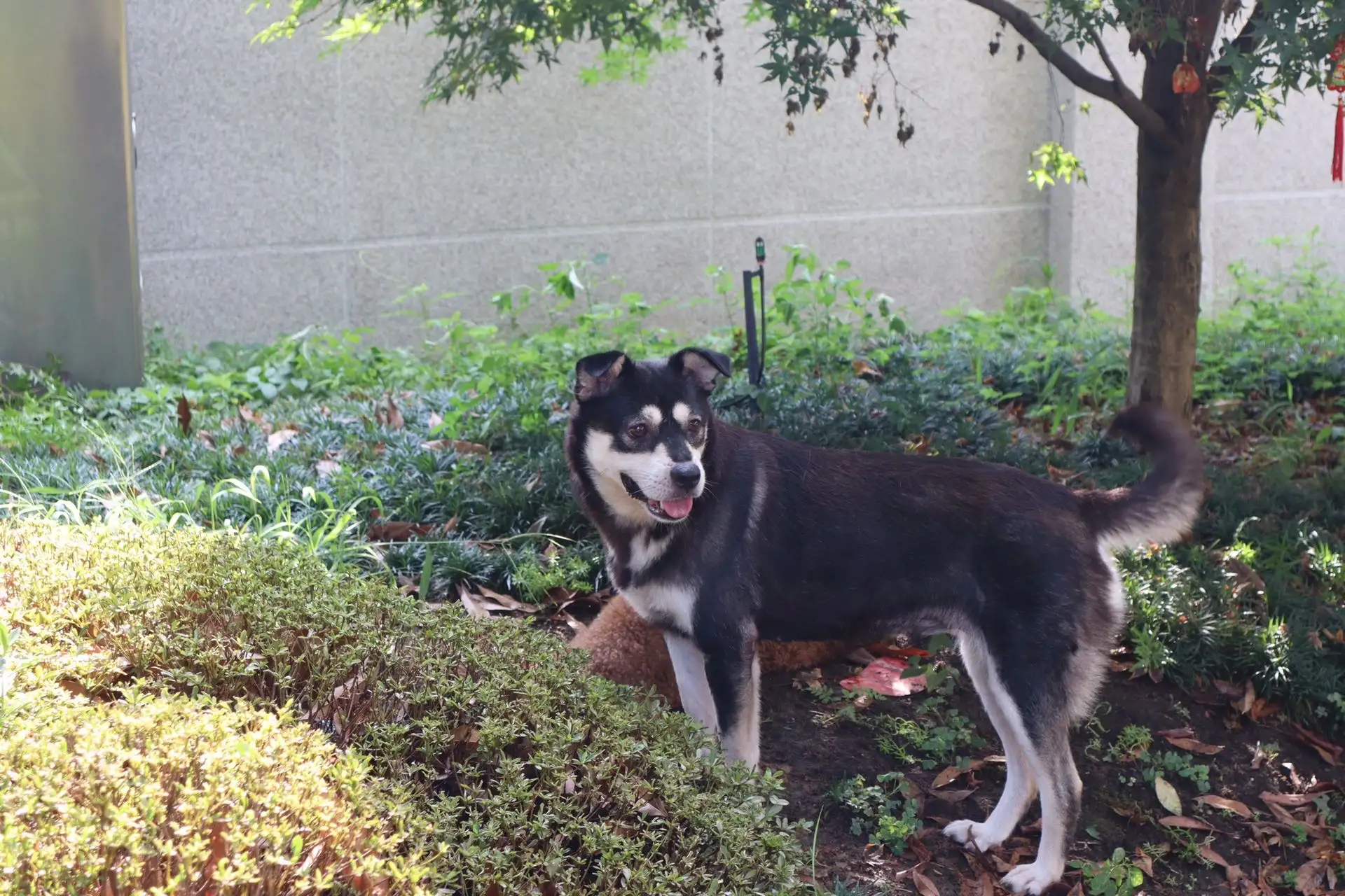 8月24日金华市婺城区月亮湾公园走失土狗,柴犬,田园犬,中华田园犬【寻土狗/田园犬启示/启事】