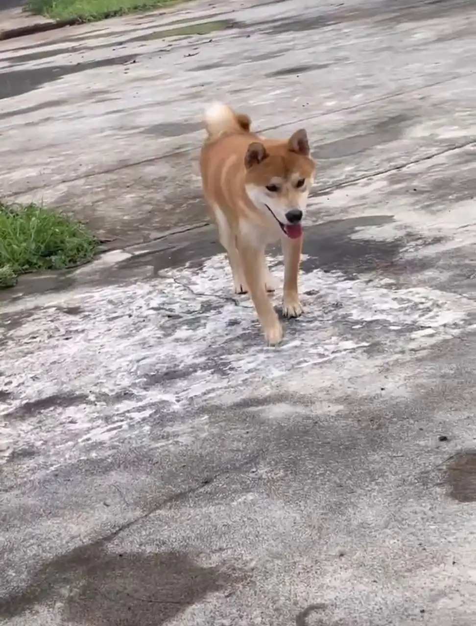 8月28日株洲市天元区牛家牌路尧信花园走失秋田犬【寻秋田犬启示/启事】