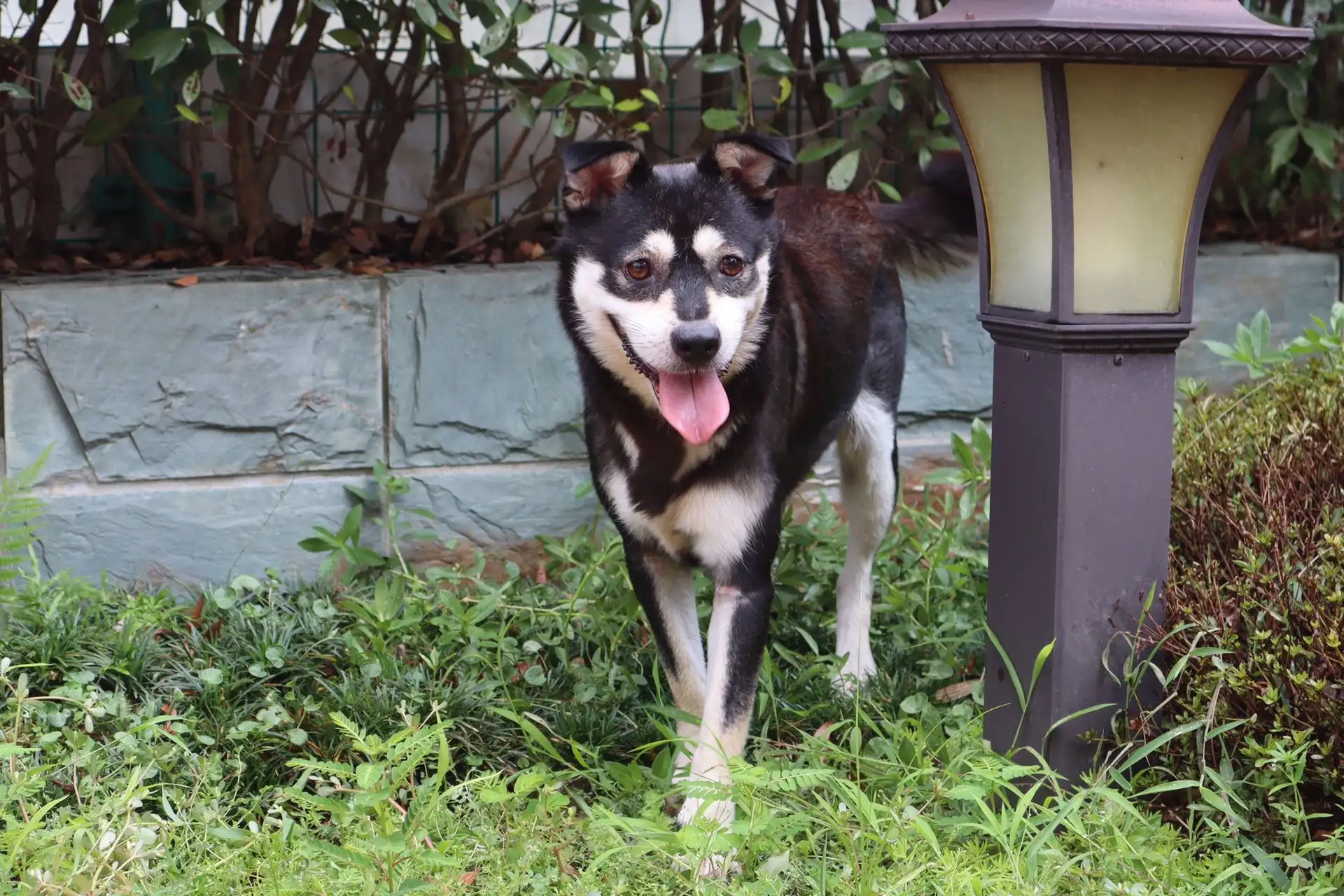 8月24日金华市婺城区月亮湾公园走失土狗,柴犬,田园犬,中华田园犬【寻土狗/田园犬启示/启事】