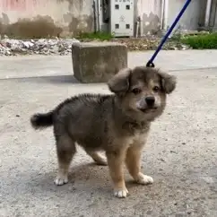 7月26日马鞍山市花山区红星村领养土狗,柴犬,田园犬,中华田园犬【领养启示/启事】