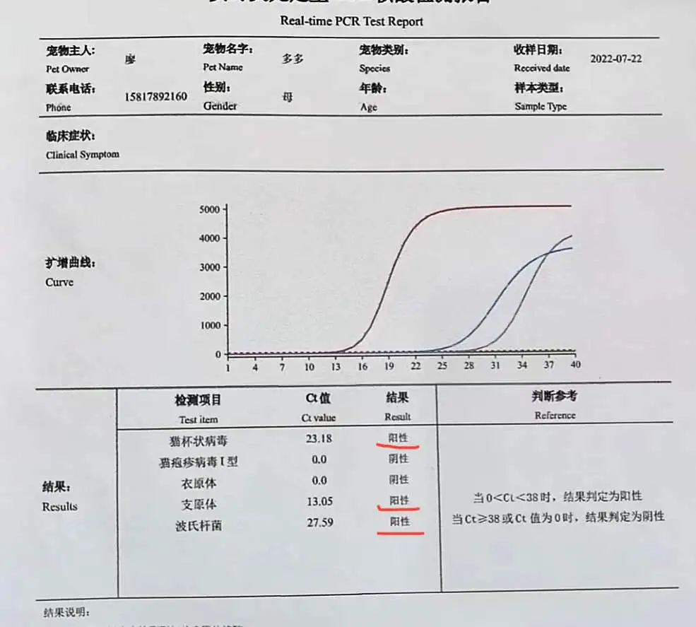 9月8日广州市白云区鹤边街道彭上南路走失金吉拉猫,人造猫【寻金吉拉猫启示/启事】