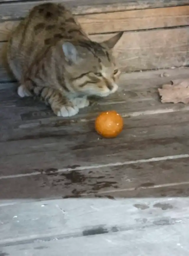 9月20日长沙市天心区太平老街发现流浪猫,宠物猫,猫咪【流浪猫线索】