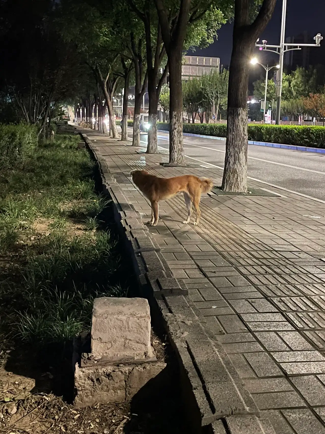 9月20日北京市通州区北京市通州区西潞苑小区发现流浪狗,宠物狗【流浪狗线索】