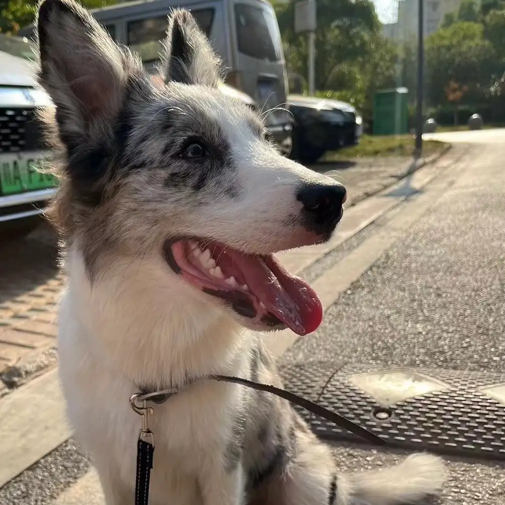 9月28日南昌市新建区华南城4号交易馆捡到流浪边牧,边境牧羊犬【边牧/边境牧羊犬招领启示/启事】