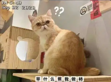 9月4日玉林市猫屋领养加菲猫【领养启示/启事】