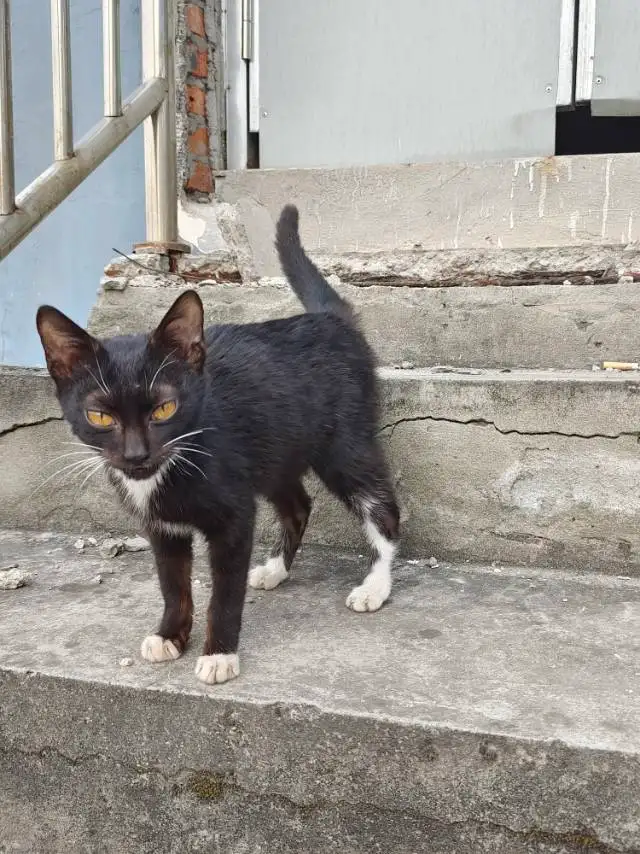 1月10日重庆市合川区大石街道发现流浪猫,宠物猫,猫咪【流浪猫线索】