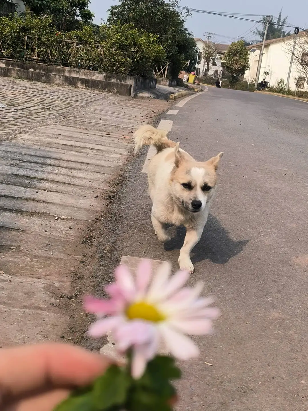 1月22日自贡市富顺县长滩河坝附近走失土狗,柴犬,田园犬,中华田园犬【寻土狗/田园犬启示/启事】