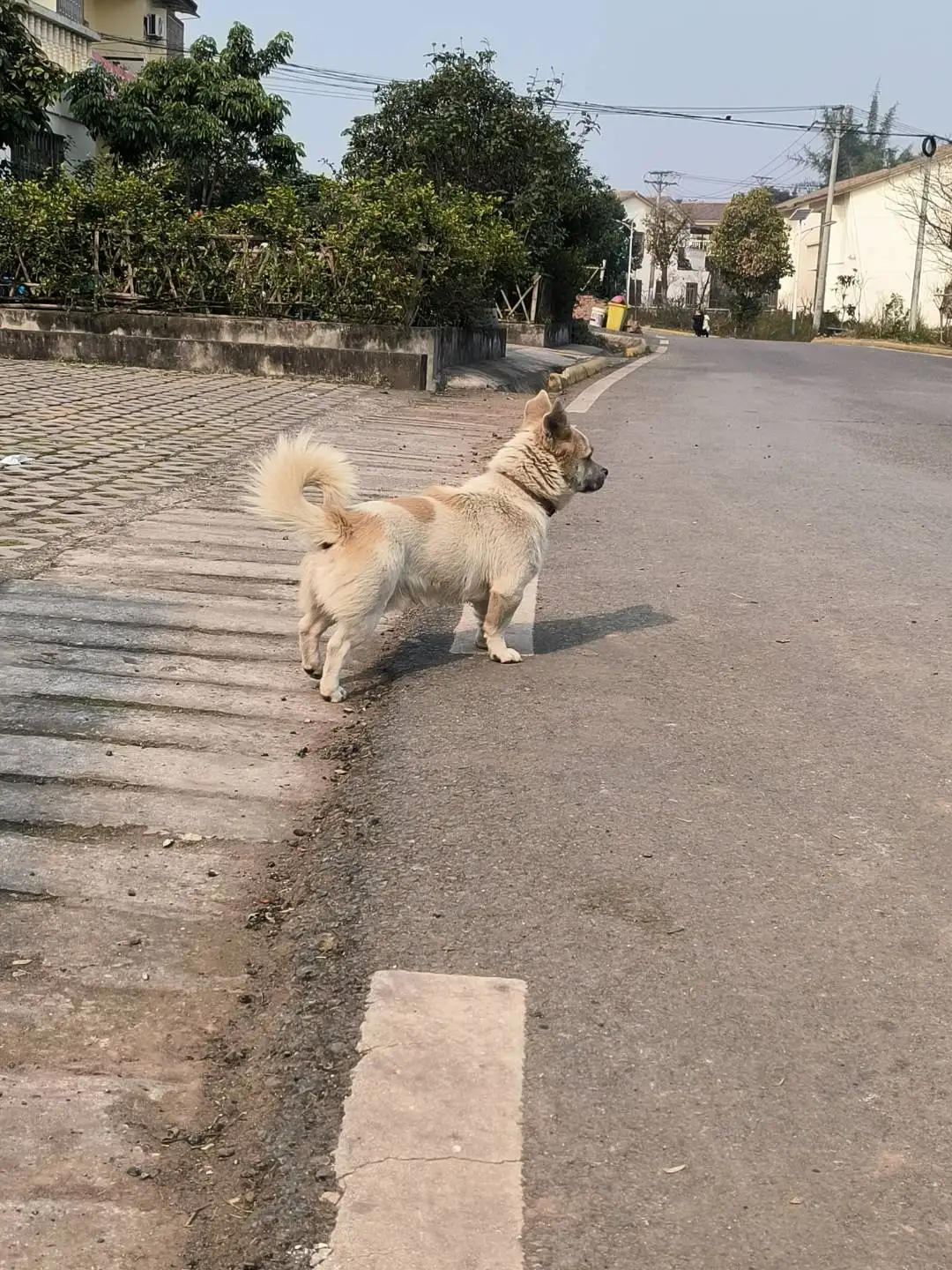 1月22日自贡市富顺县长滩河坝附近走失土狗,柴犬,田园犬,中华田园犬【寻土狗/田园犬启示/启事】