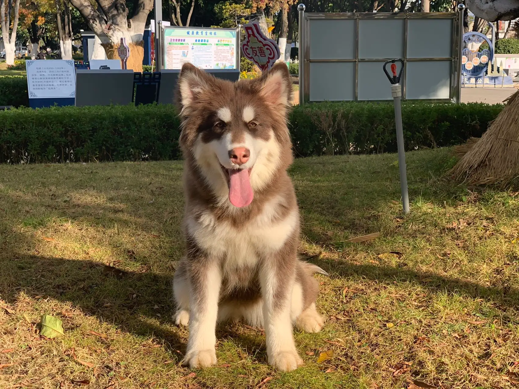 1月6日大理白族自治州大理市下关镇苍山路领养狗,宠物狗【领养启示/启事】