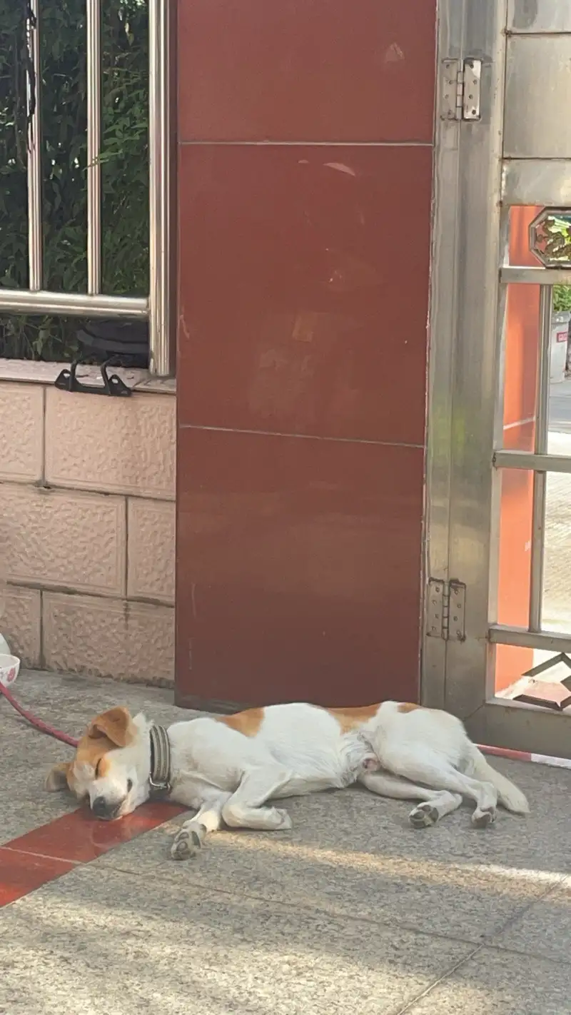 10月17日扬州市邗江区荷叶南苑领养土狗,柴犬,田园犬,中华田园犬【领养启示/启事】