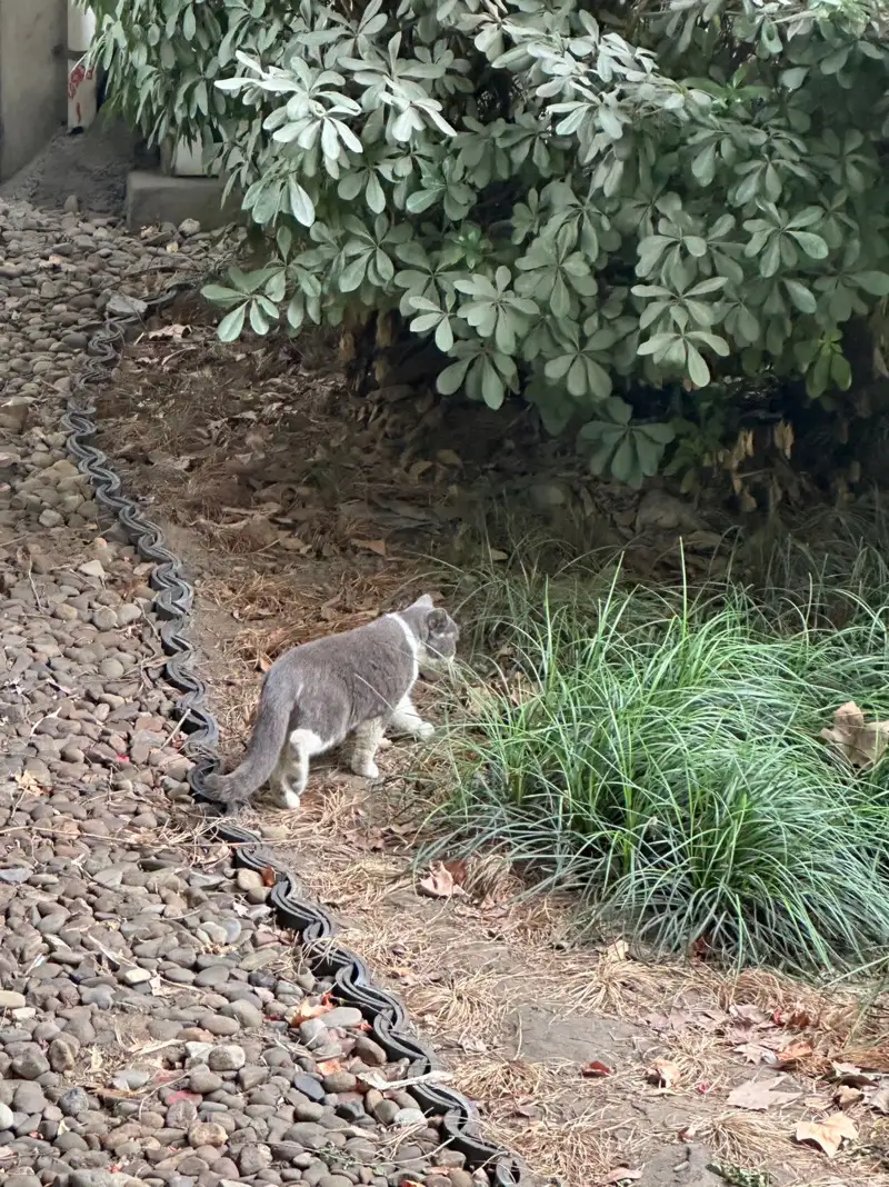 10月19日杭州市上城区中河北路高架桥下捡到流浪英短蓝猫,英国蓝色短毛猫【英短蓝猫招领启示/启事】