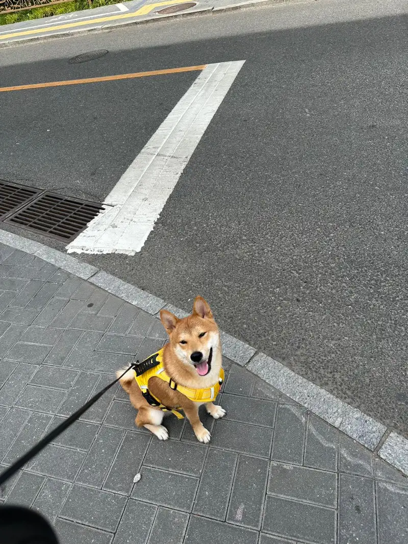 10月2日邯郸市涉县台西村领养秋田犬【领养启示/启事】