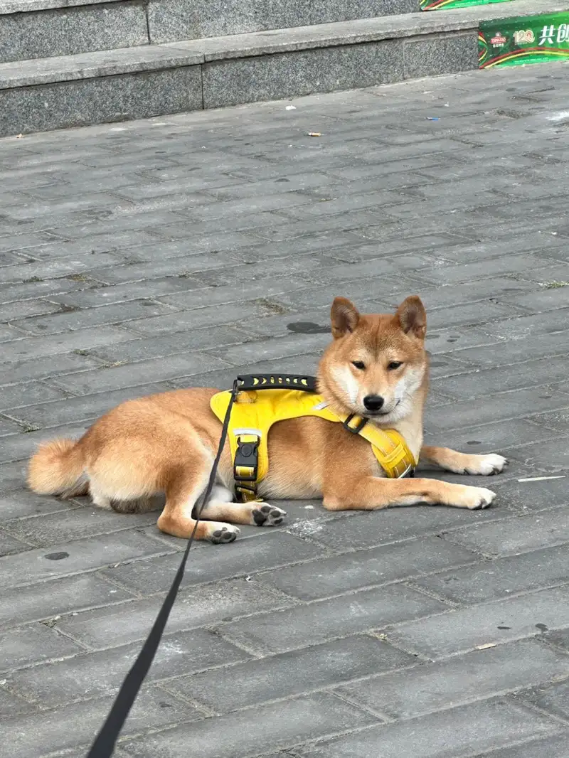 10月2日邯郸市涉县台西村领养秋田犬【领养启示/启事】