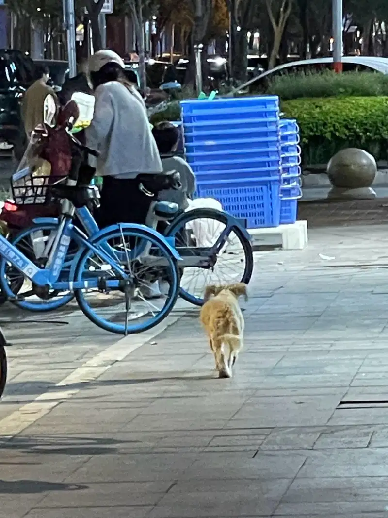 10月20日温州市鹿城区汇车桥底78法国美乐王店门口发现流浪狗,宠物狗【流浪狗线索】