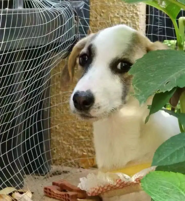 10月19日临沂市沂南县金域上府西门走失土狗,柴犬,田园犬,中华田园犬【寻土狗/田园犬启示/启事】