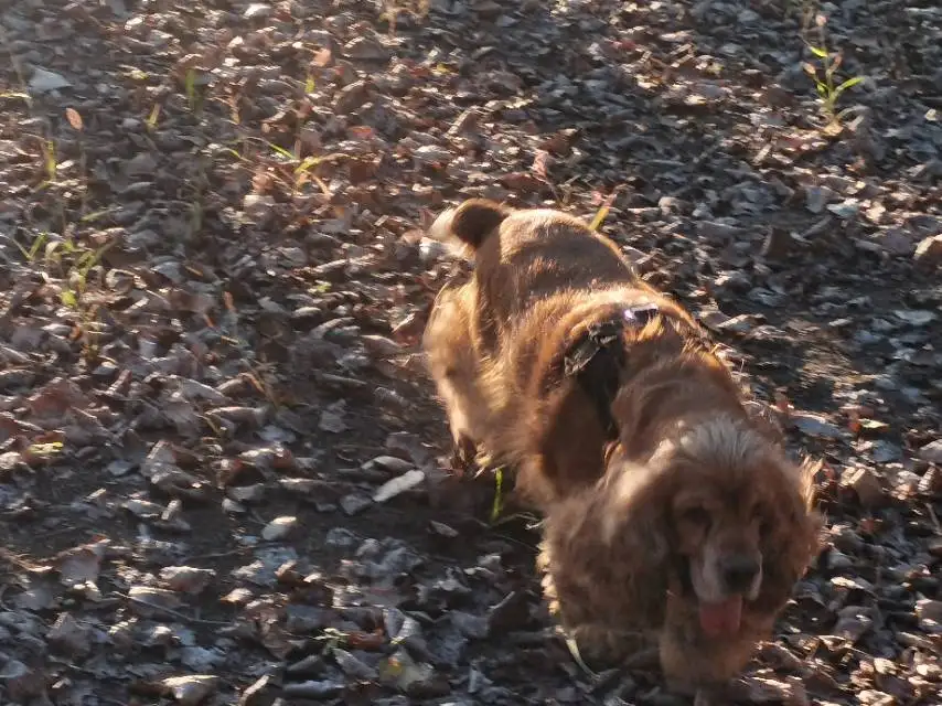 10月23日天津市武清区城关镇西南街村走失猎鹬犬,可卡犬【寻可卡犬启示/启事】