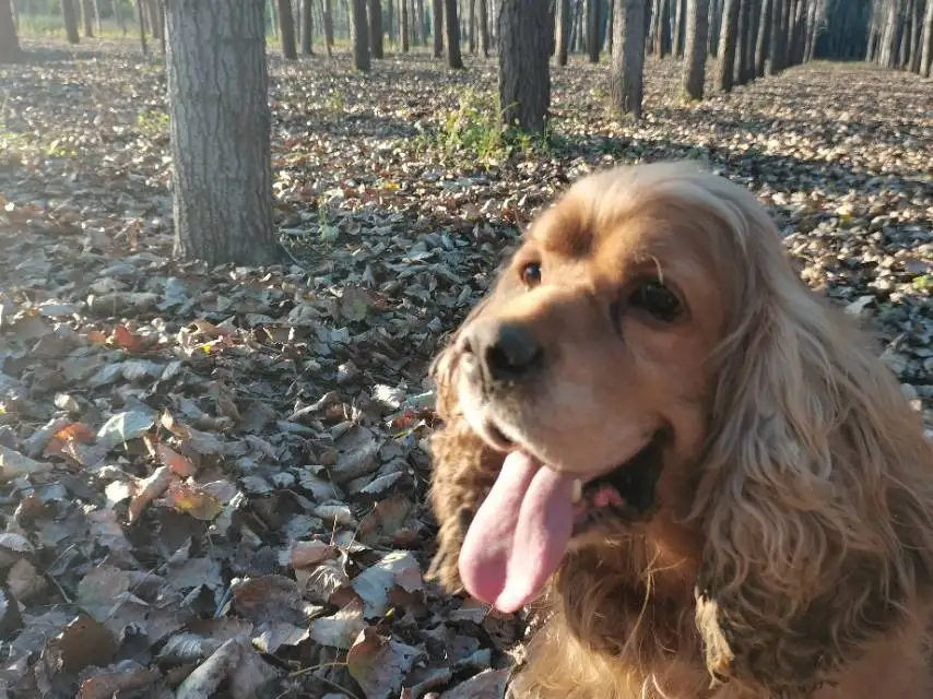 10月23日天津市武清区城关镇西南街村走失猎鹬犬,可卡犬【寻可卡犬启示/启事】