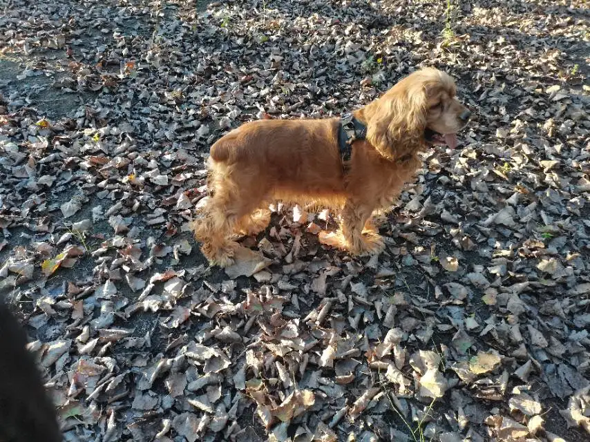 10月23日天津市武清区城关镇西南街村走失猎鹬犬,可卡犬【寻可卡犬启示/启事】