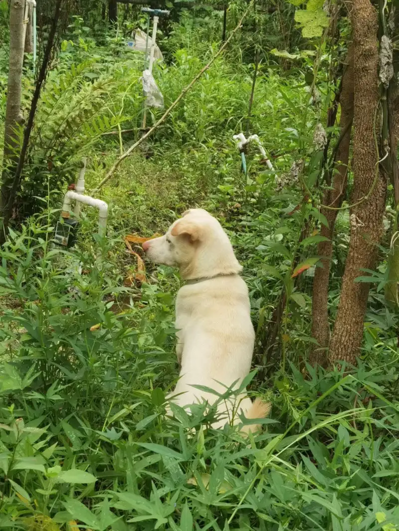 10月19日珠海市香洲区东坑社区普陀寺附近走失土狗,柴犬,田园犬,中华田园犬【寻土狗/田园犬启示/启事】