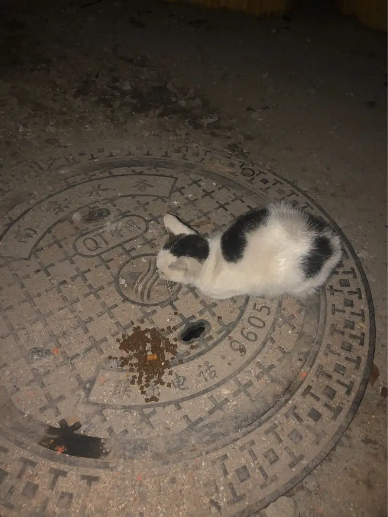 10月26日南京市雨花台区秦淮新苑发现流浪猫,宠物猫,猫咪【流浪猫线索】