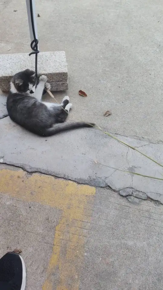 10月30日宿迁市宿城区苏宿工业园区管委会领养猫,宠物猫,猫咪【领养启示/启事】