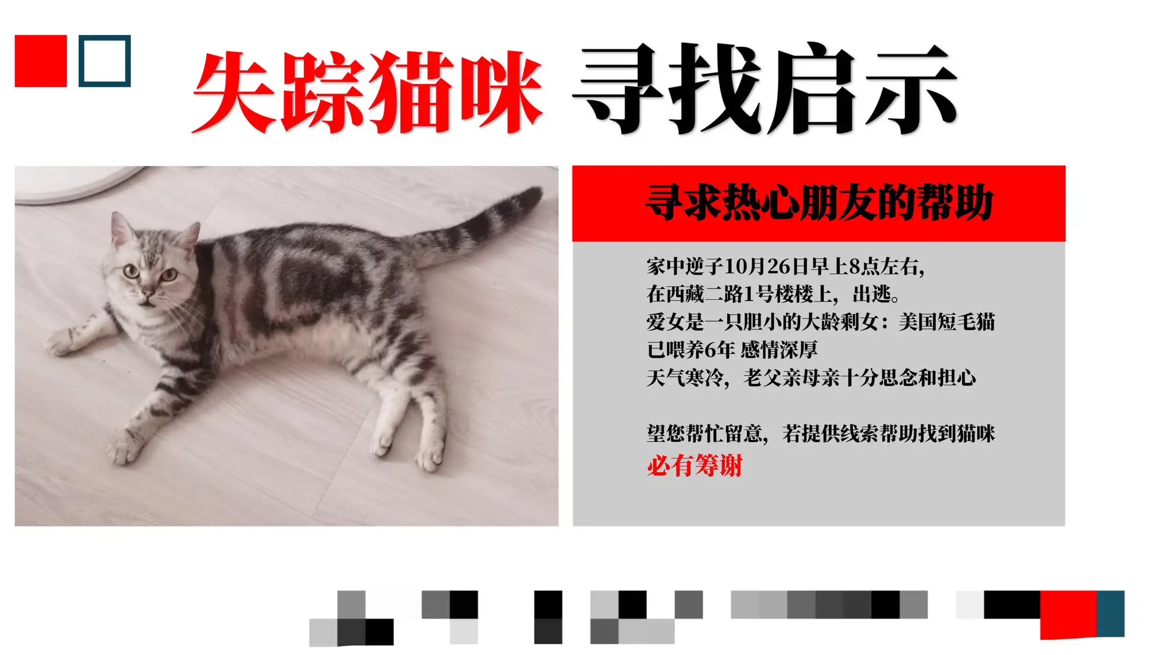 10月26日青岛市市南区西藏二路走失美短,美国短毛猫,起司猫【寻美国短毛猫启示/启事】