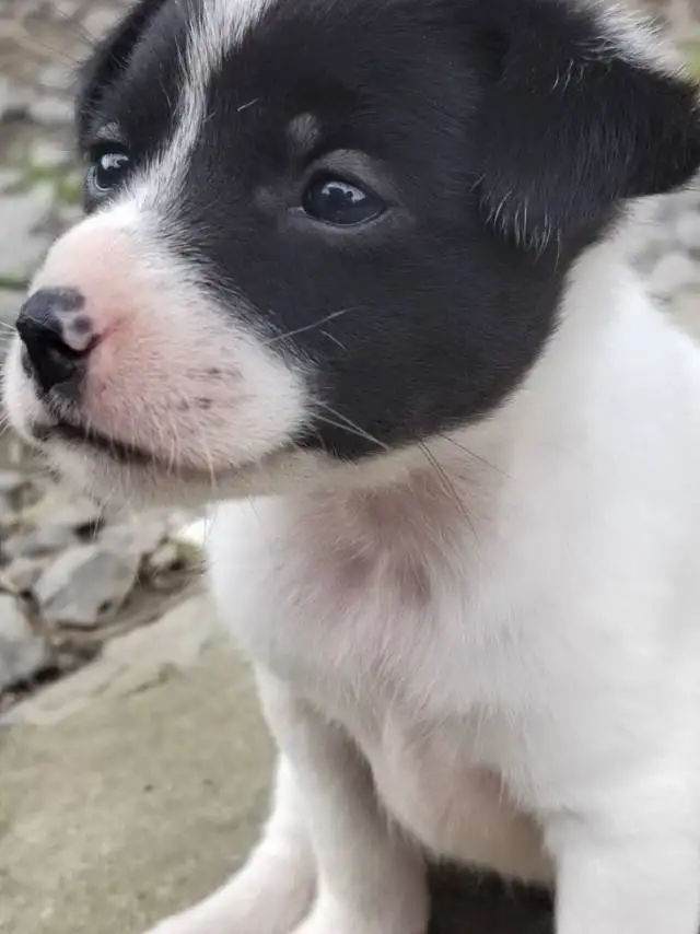 10月4日芜湖市无为市新河街道领养土狗,柴犬,田园犬,中华田园犬【领养启示/启事】