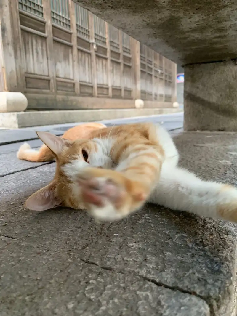 10月3日福州市朱紫坊石桥边发现流浪猫,宠物猫,猫咪【流浪猫线索】