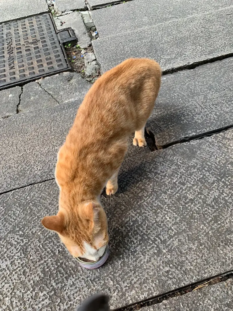 10月3日福州市朱紫坊石桥边发现流浪猫,宠物猫,猫咪【流浪猫线索】