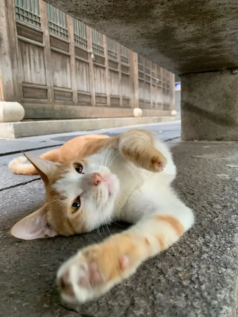 10月3日福州市朱紫坊石桥边发现流浪猫,宠物猫,猫咪【流浪猫线索】