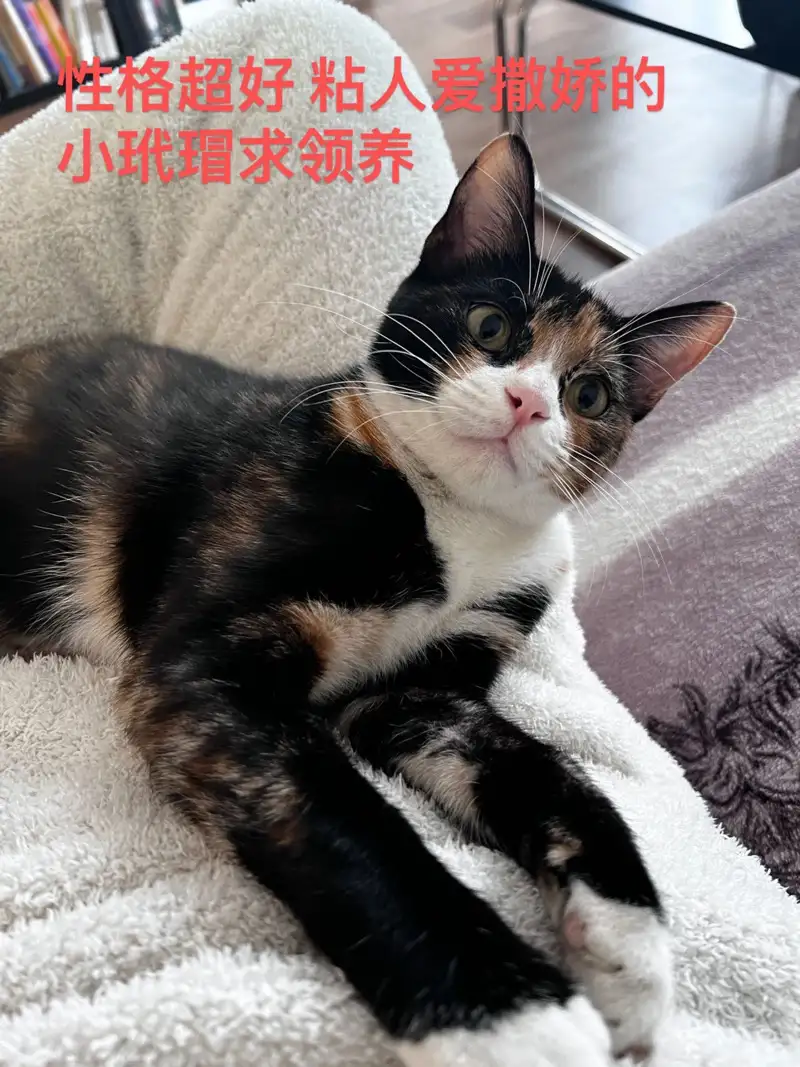 11月16日新乡市红旗区进达花园领养猫,宠物猫,猫咪【领养启示/启事】