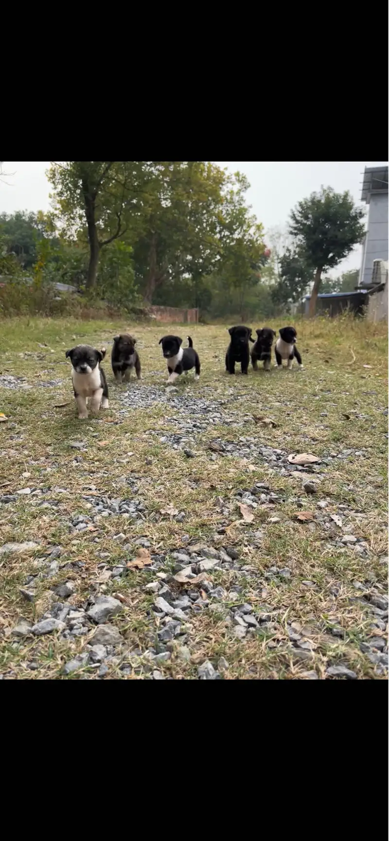 11月17日合肥市庐江县沙溪乡泉西小学领养边牧,边境牧羊犬【领养启示/启事】