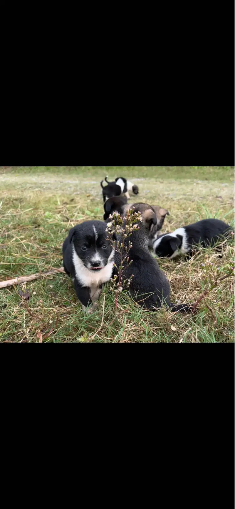 11月17日合肥市庐江县沙溪乡泉西小学领养边牧,边境牧羊犬【领养启示/启事】