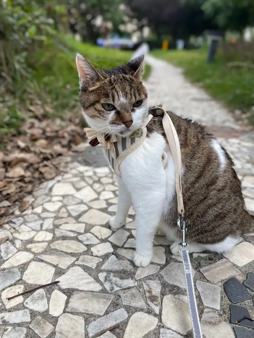 11月14日丽江市古城区八河社区季宝屋西段176号走失猫,宠物猫,猫咪【寻猫启示/启事】