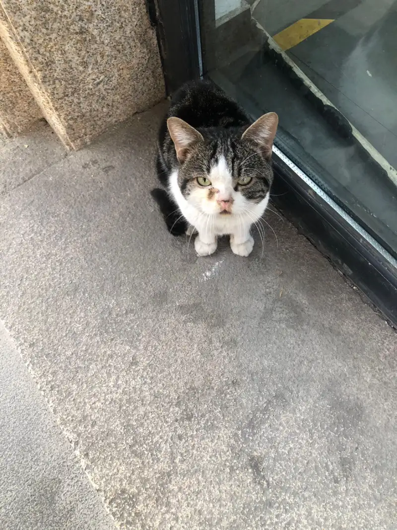 11月19日天津市滨海新区宝龙北苑发现流浪猫,宠物猫,猫咪【流浪猫线索】