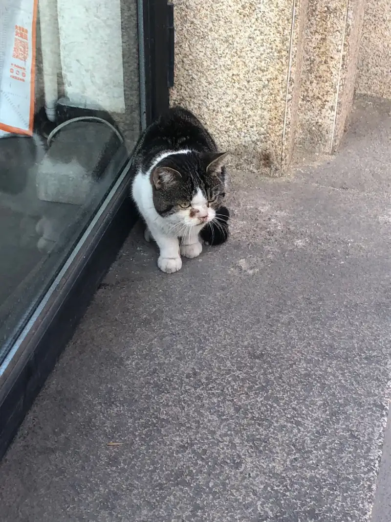 11月19日天津市滨海新区宝龙北苑发现流浪猫,宠物猫,猫咪【流浪猫线索】