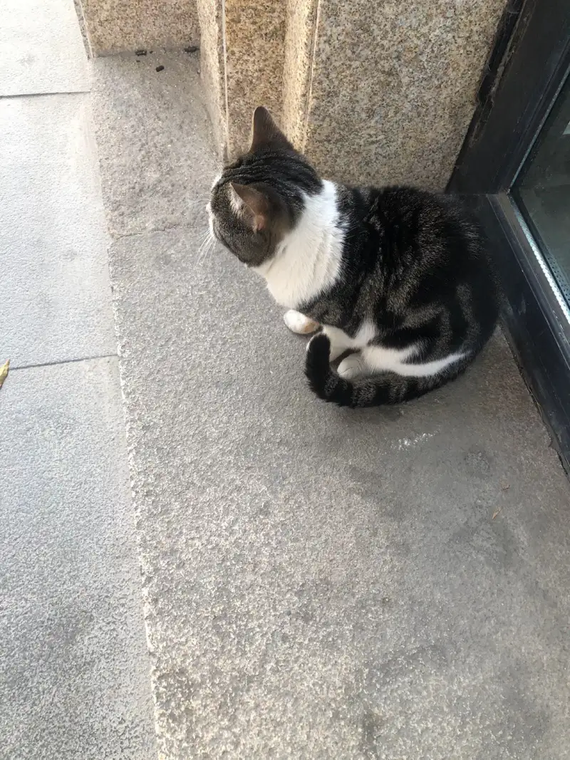 11月19日天津市滨海新区宝龙北苑发现流浪猫,宠物猫,猫咪【流浪猫线索】