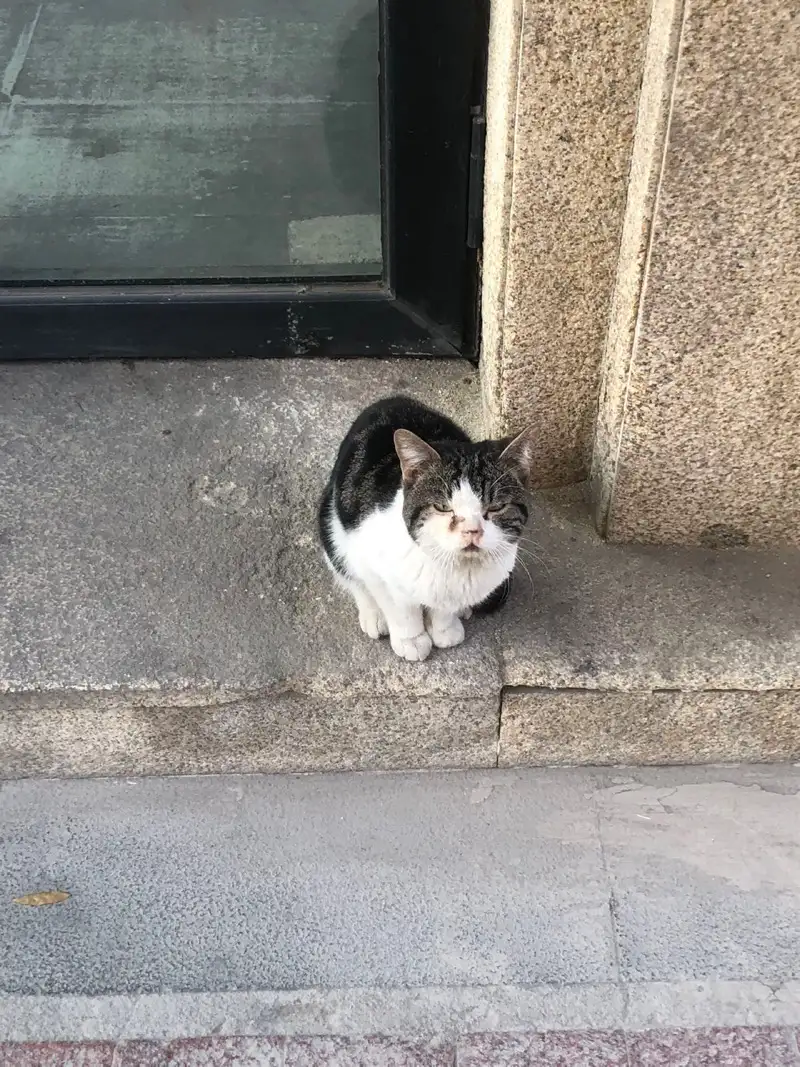 11月19日天津市滨海新区宝龙北苑发现流浪猫,宠物猫,猫咪【流浪猫线索】