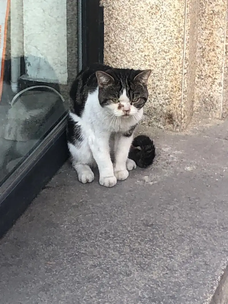 11月19日天津市滨海新区宝龙北苑发现流浪猫,宠物猫,猫咪【流浪猫线索】