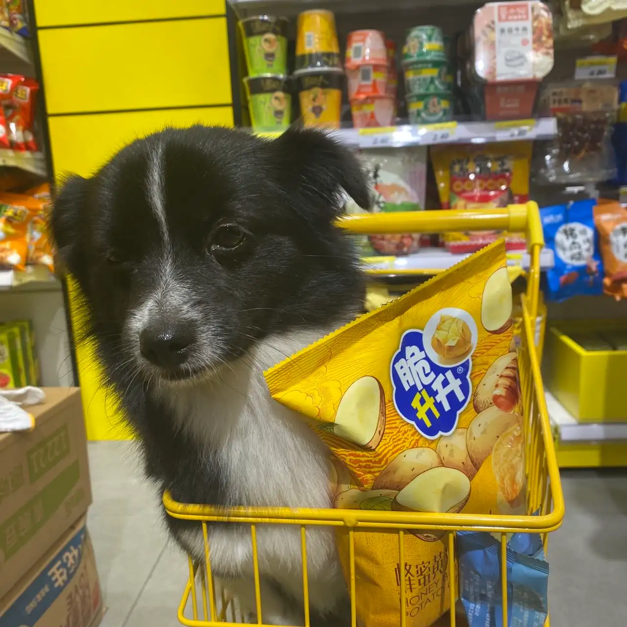 11月19日长沙市开福区湘江世纪城走失蝴蝶犬【寻蝴蝶犬启示/启事】