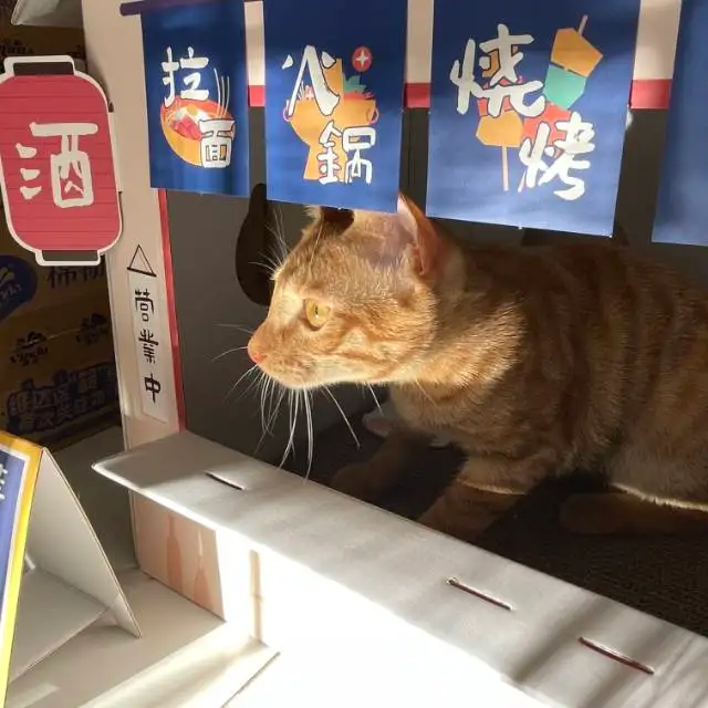 11月26日广州市增城区新塘镇东方名都领养橘猫【领养启示/启事】