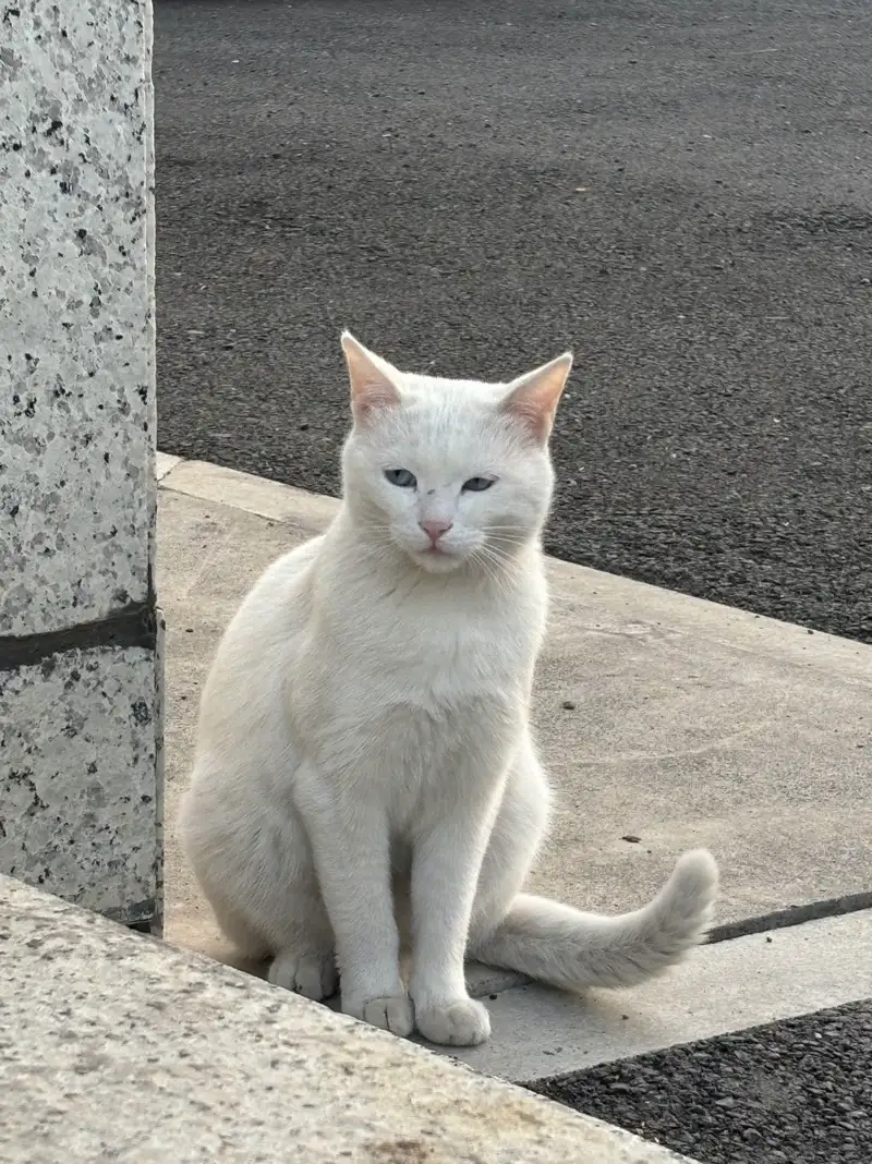 11月30日朝阳市双塔区凌河庄园小区附近领养猫,宠物猫,猫咪【领养启示/启事】