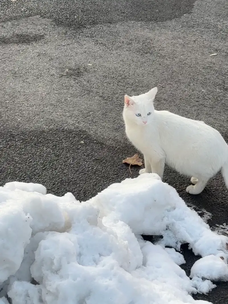 11月30日朝阳市双塔区凌河庄园小区附近领养猫,宠物猫,猫咪【领养启示/启事】